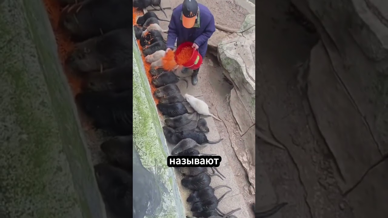 Милая крыса 🐀