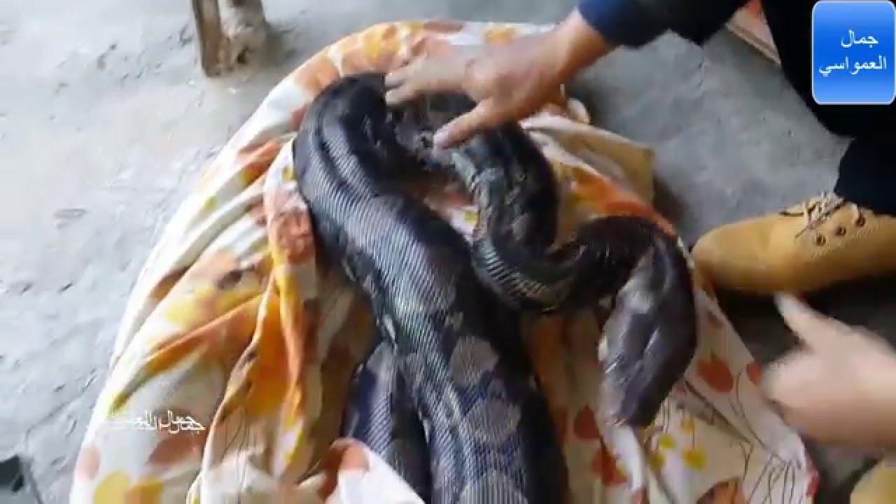 اصابة افعى من نوع اصله شبكيه ب التهاب رئوي حاد بسبب السقيع مع جمال العمواسي