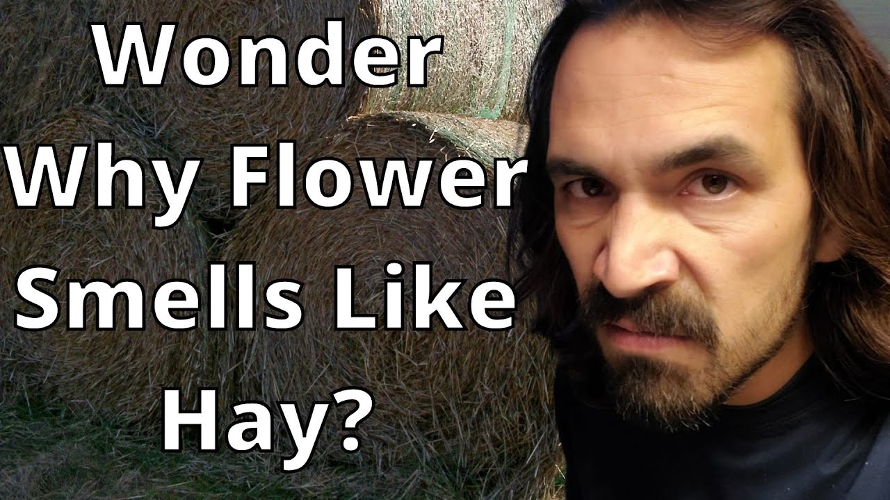 Why Your Flower Smells & taste like Hay