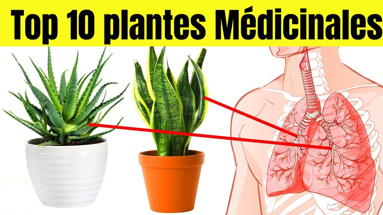10 Plantes médécinales Que vous devriez Avoir Dans Votre Chambre à Coucher