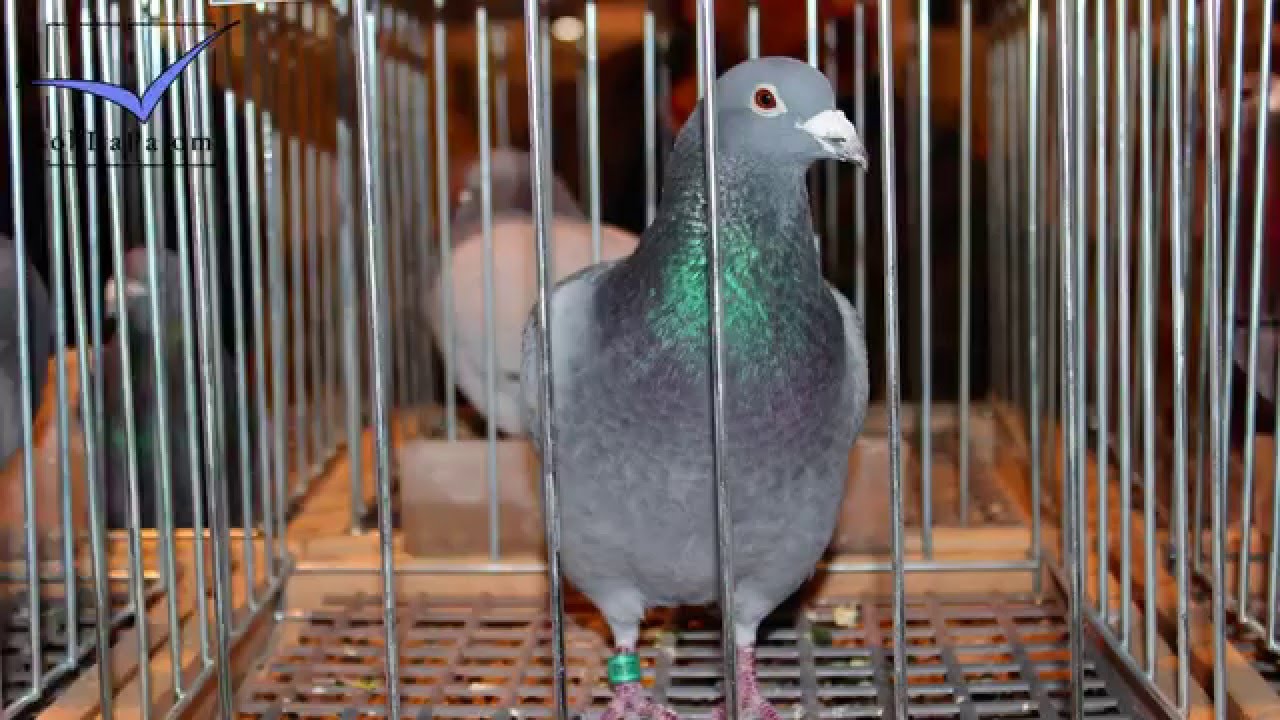 The best racing pigeons of Poland on the EXPOGołębie 2016 (Slideshow)