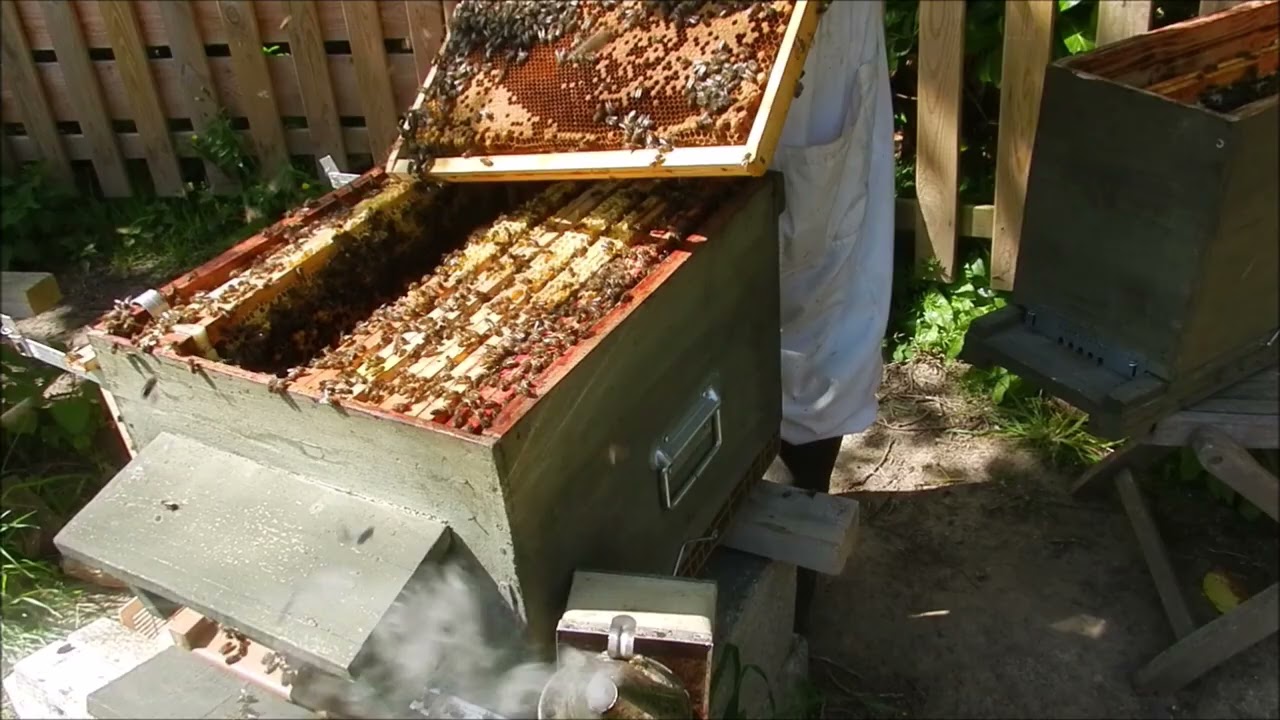 Division de ma ruche pour faire un nouvel essaim 20 avril  2021 abeilles sur ruche forte avec hausse