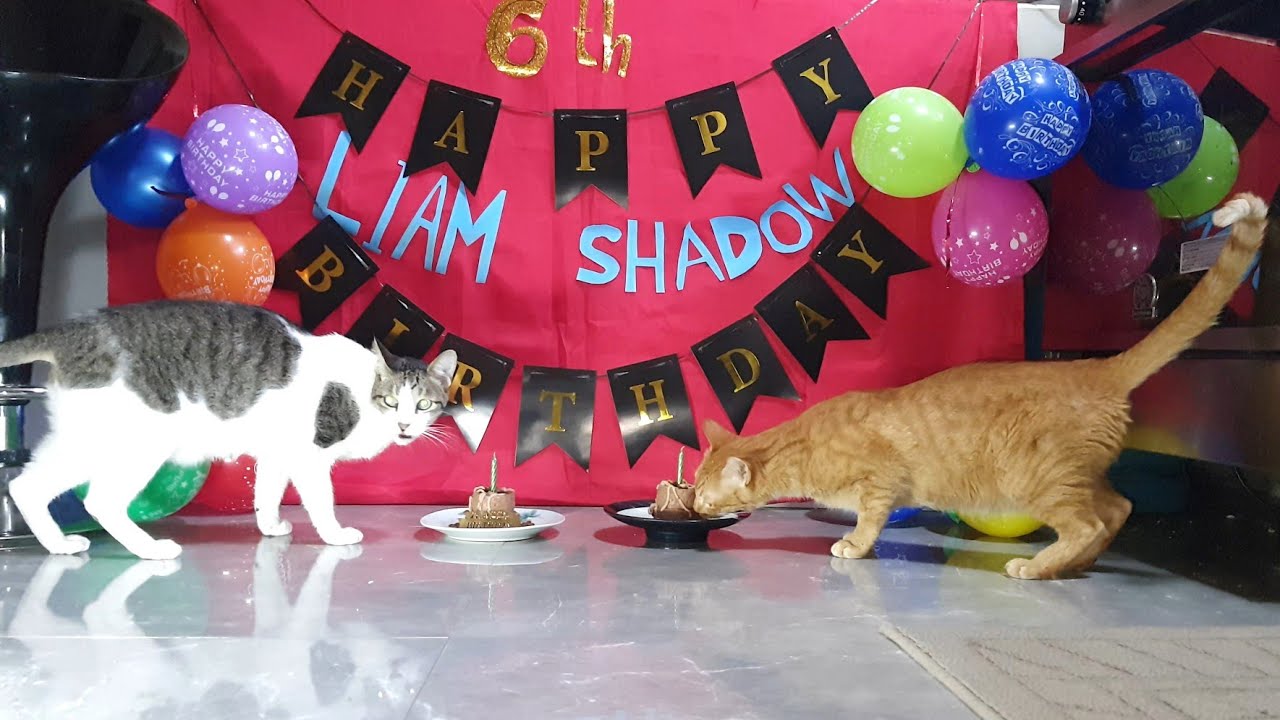 Happy 6th Birthday to Shadow & Liam 💙 | Cats Birthday Special