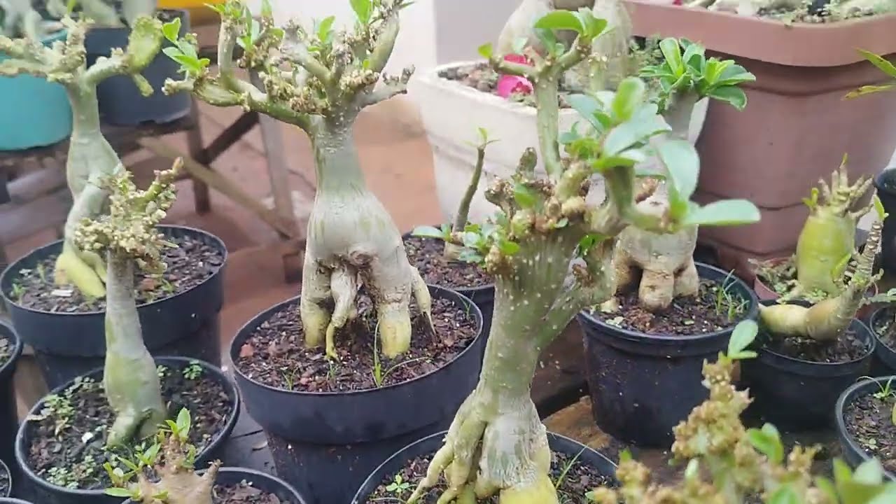 Muita chuva por aqui no Pará| 9491972307 Luciano Ferreira Rosa do deserto 