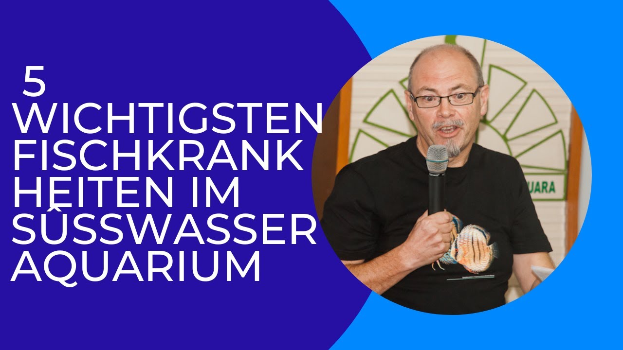 5 wichtigsten Fischkrankheiten im S&uuml;sswasseraquarium erkl&auml;rt mit Videos von Dr. Gerald Bassleer