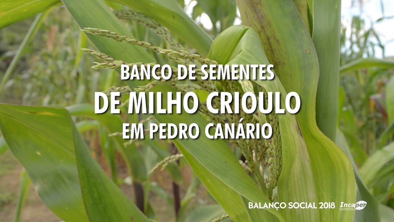Banco de Sementes de Milho Crioulo em Pedro Canário