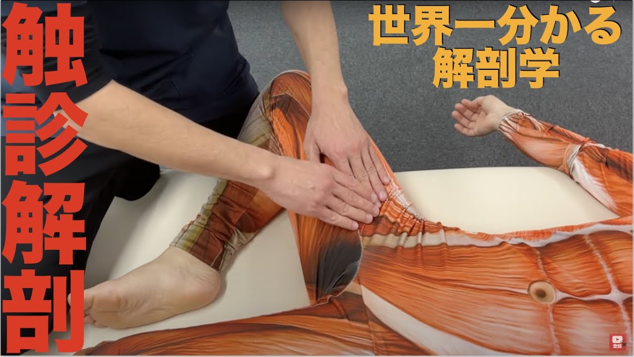 【世界一分かる触診解剖学】10分で分かる大腿部触診