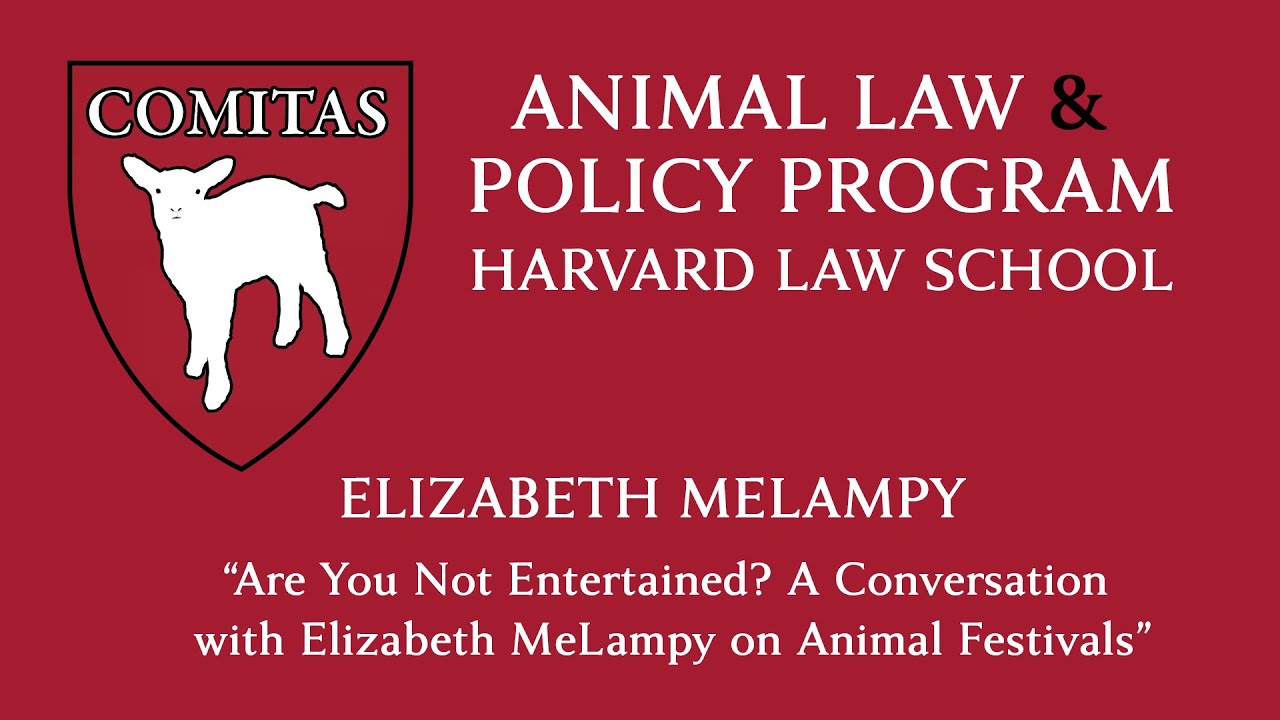 Are You Not Entertained? A Conversation with Elizabeth MeLampy on Animal Festivals