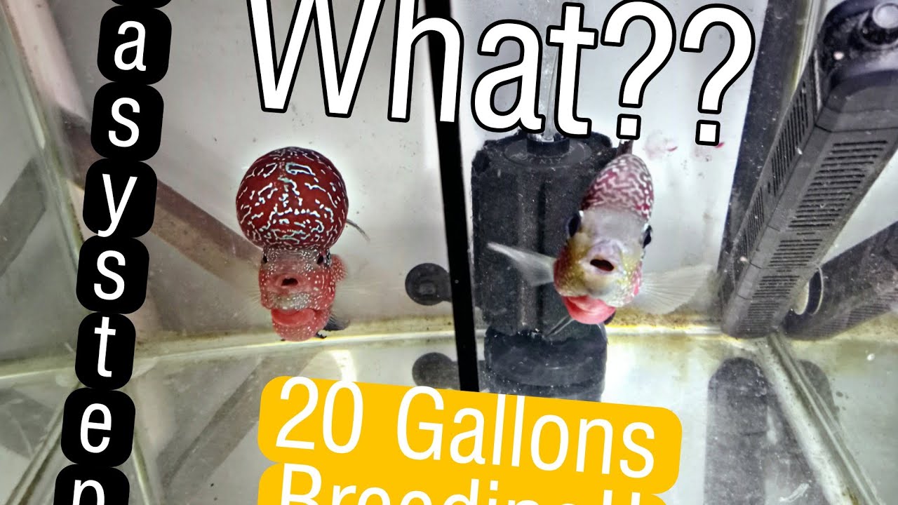 How To Breed Flowerhorn Fish at Home Easy Step. Successful Breeding 2023