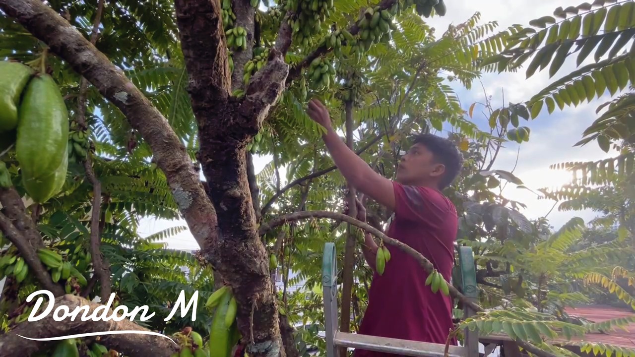 Simple Life, Honest Living | Harvesting Kalamias for Extra Income| A Day in My Househusband Life