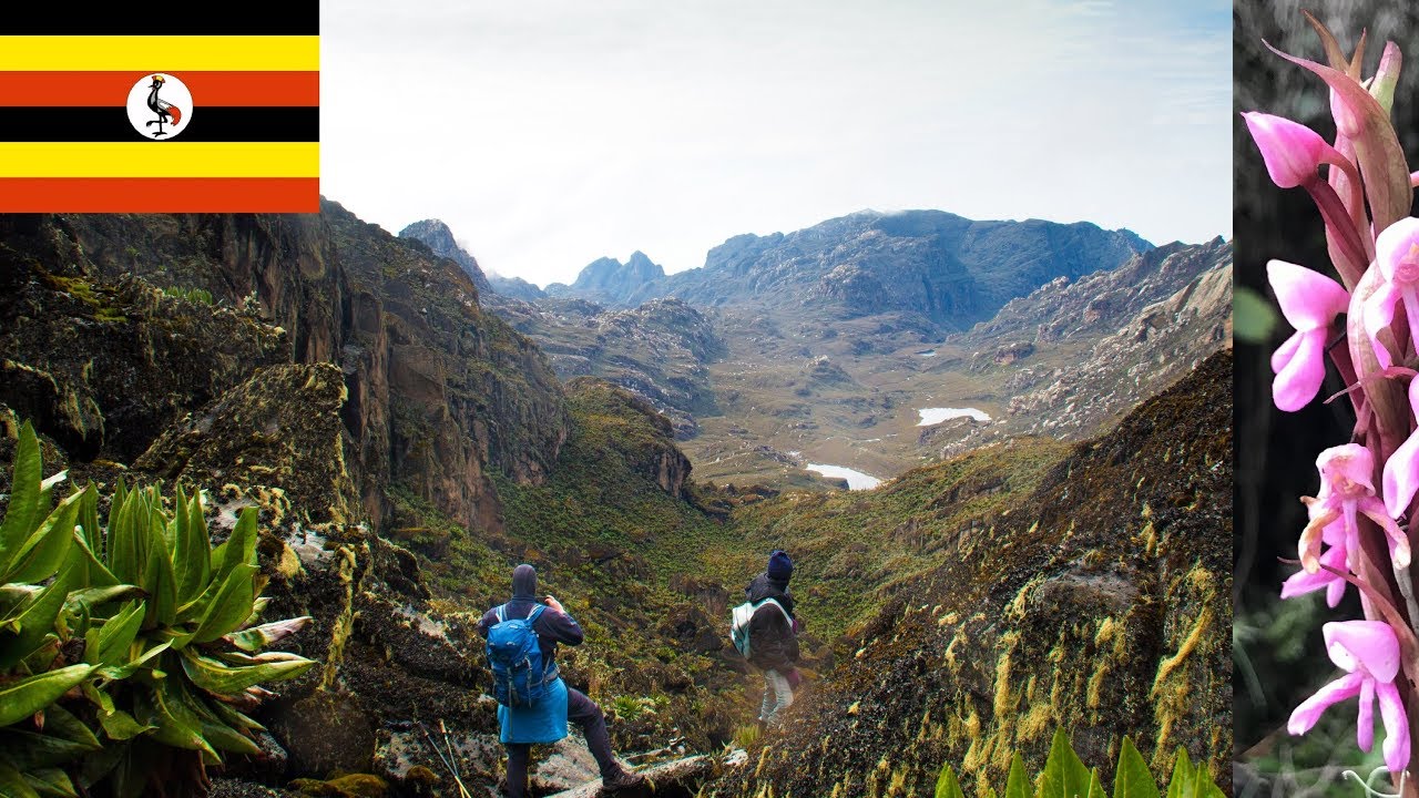 The climb - Ruwenzori trekking 5-days Kilembe Route to Weismann’s Peak 4620m - AMAZING NATURE!!!