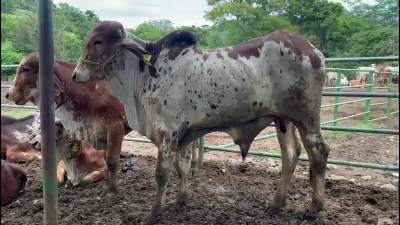 Las Bondades del Girolando y Gyr unico Cebu Lechero-El Salvador en el Campo