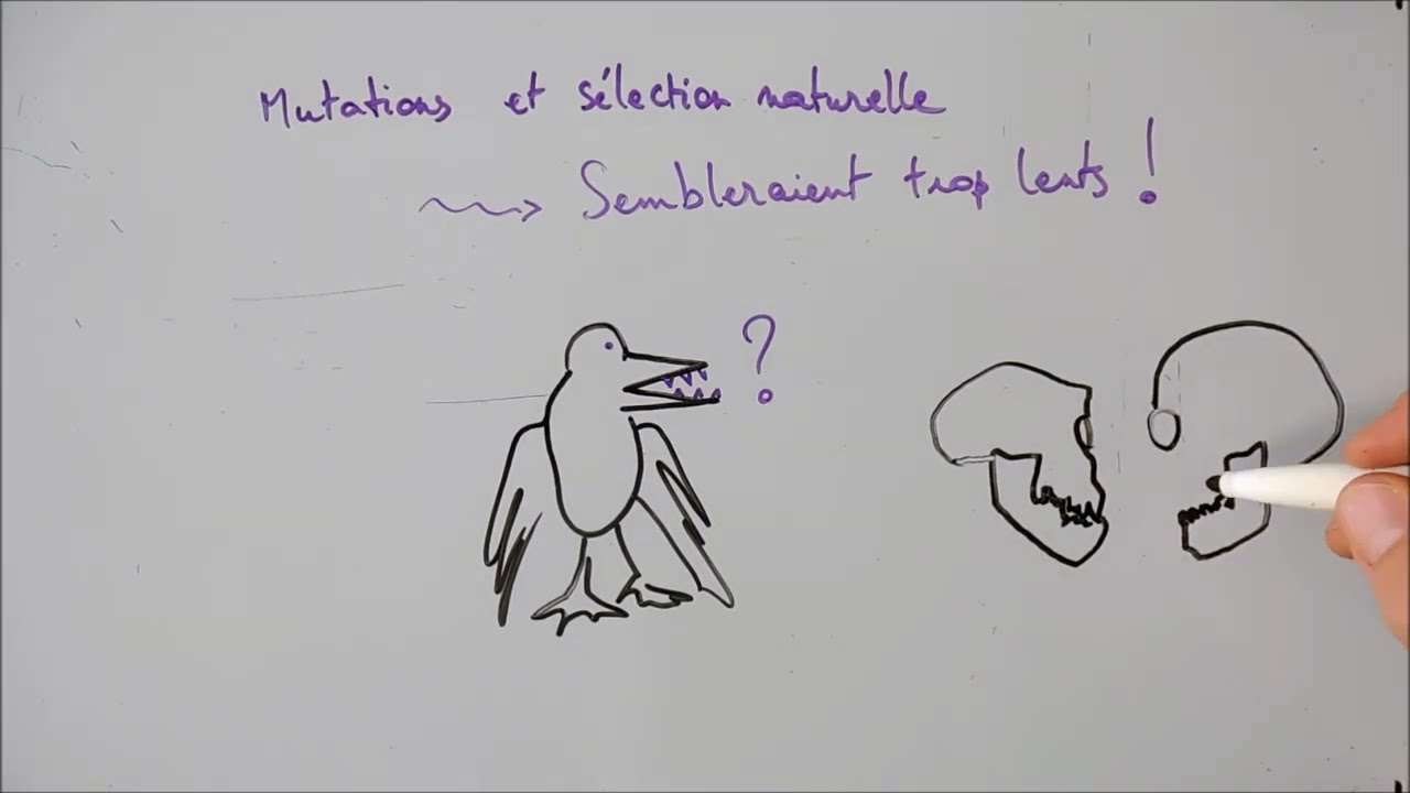 Evolution et génétique du développement