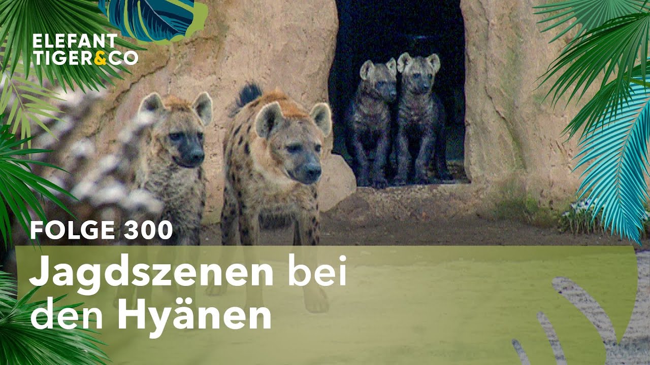 Hyänen-Mann wird von seinem Rudel gejagt! (Folge 300) | Elefant, Tiger & Co. | MDR