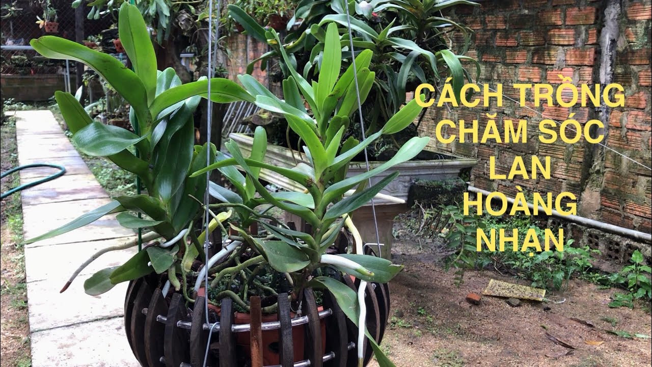 Cách trồng lan Hoàng nhạn lên chậu gỗ và lưu ý khi kích rễ cho lan