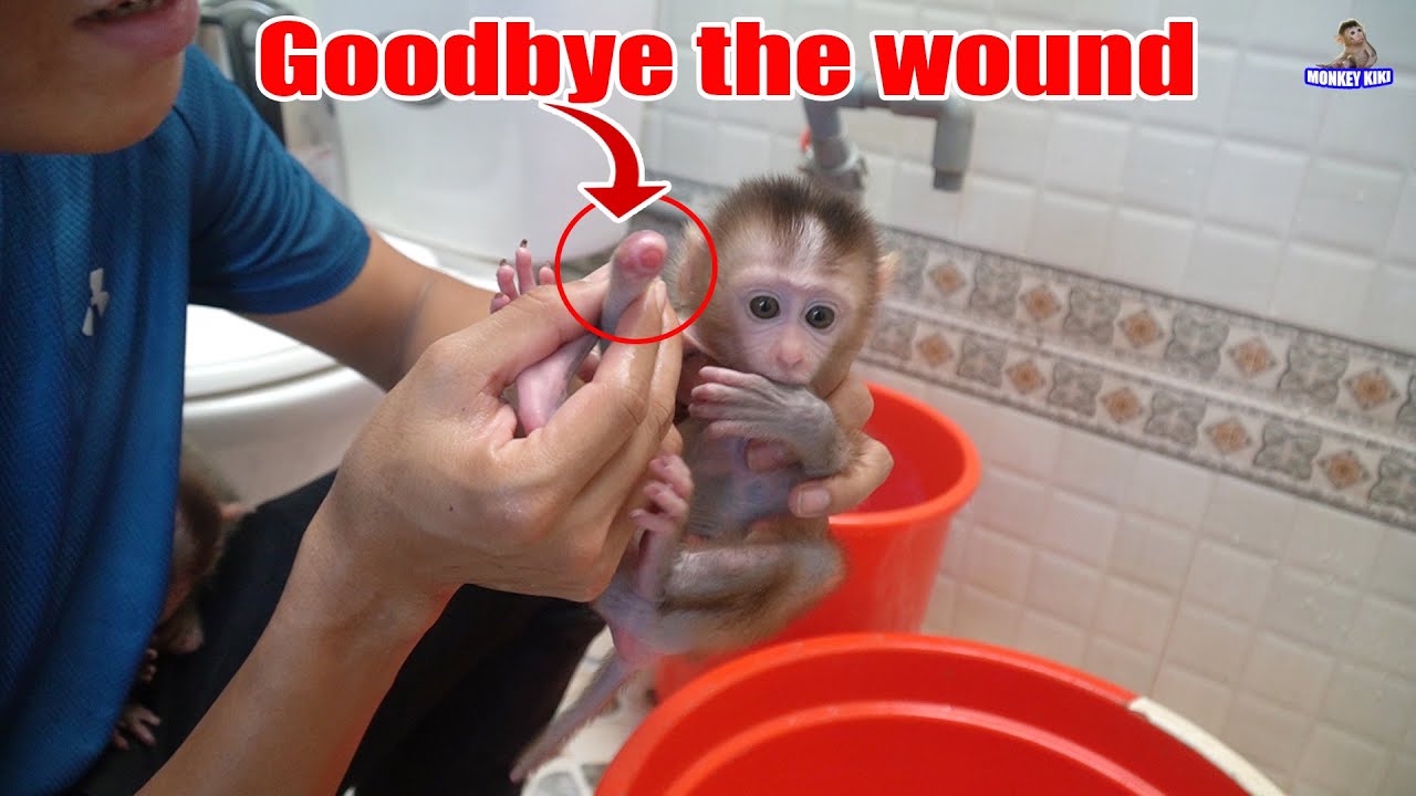 Happy baby monkey goodbye the wound • Monkey KiKi