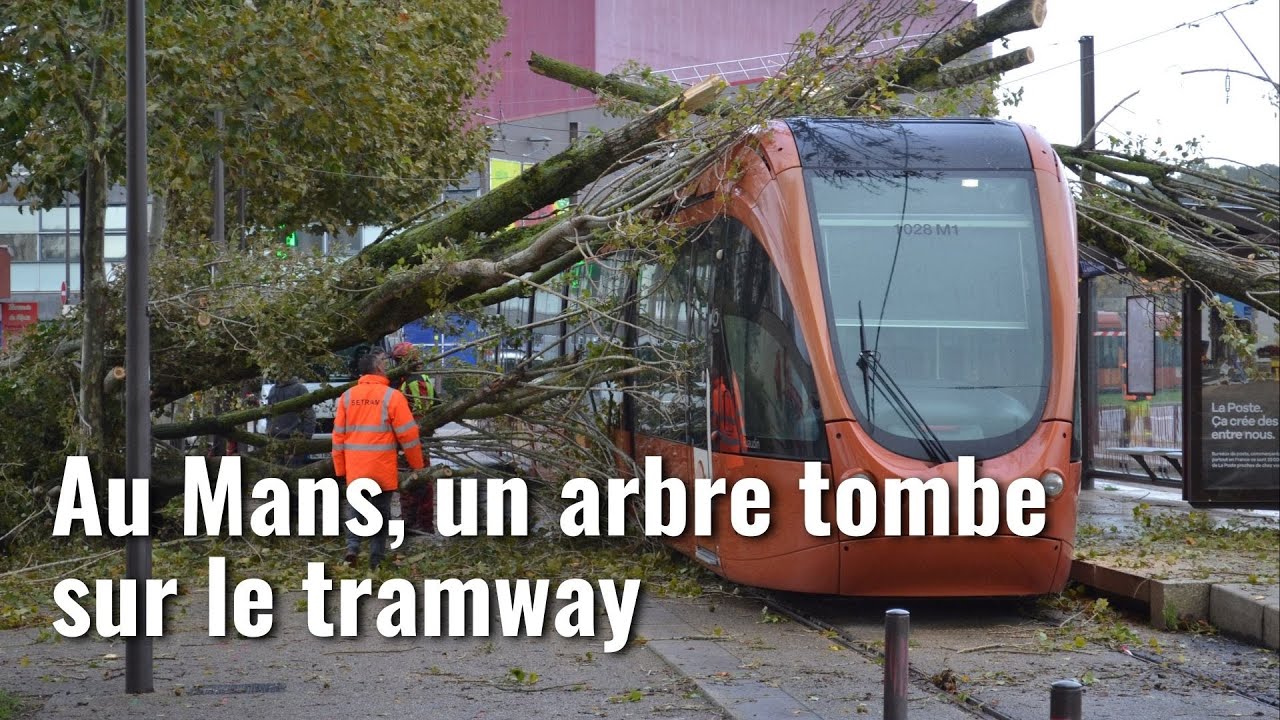 Tempête Ciaran : un arbre tombe sur une rame de tramway au Mans