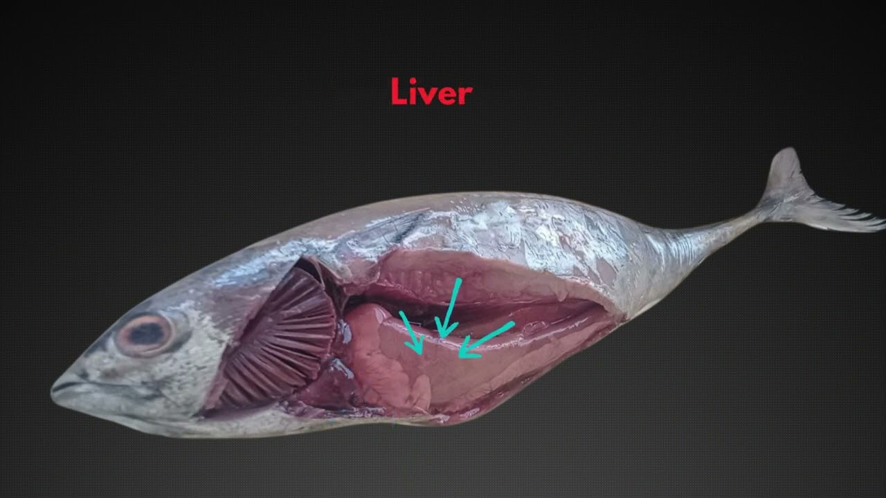 AQUA | Mackerel Scad: Anatomy & Dissection