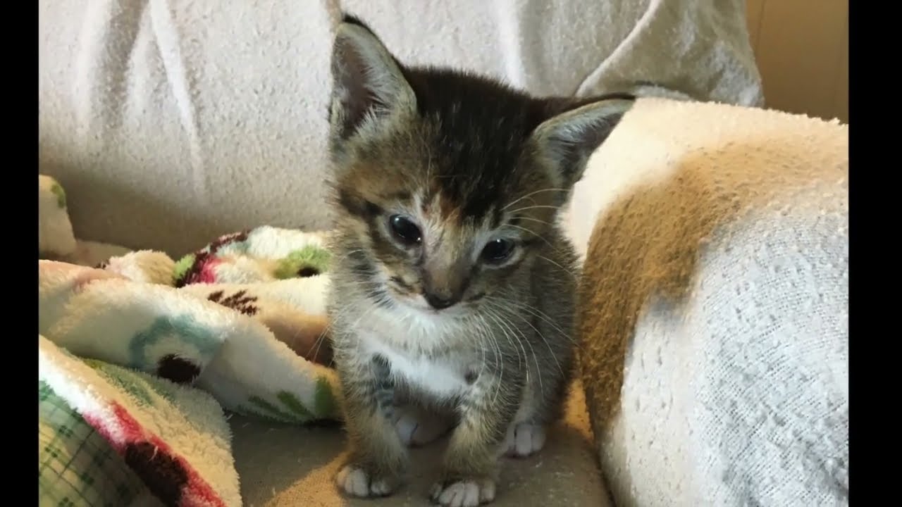 Penelope's Journey (A Rescue Story)