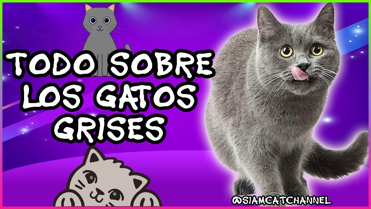 TODO SOBRE LOS GATOS GRISES - SiamCatChannel