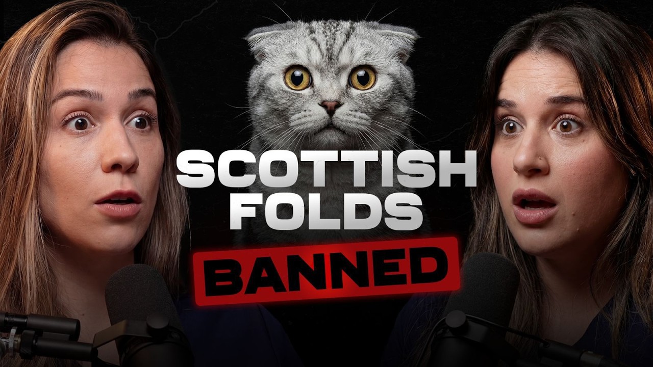 Scottish Folds Are Now BANNED in the Netherlands?! 😱 The Truth No One Talks About