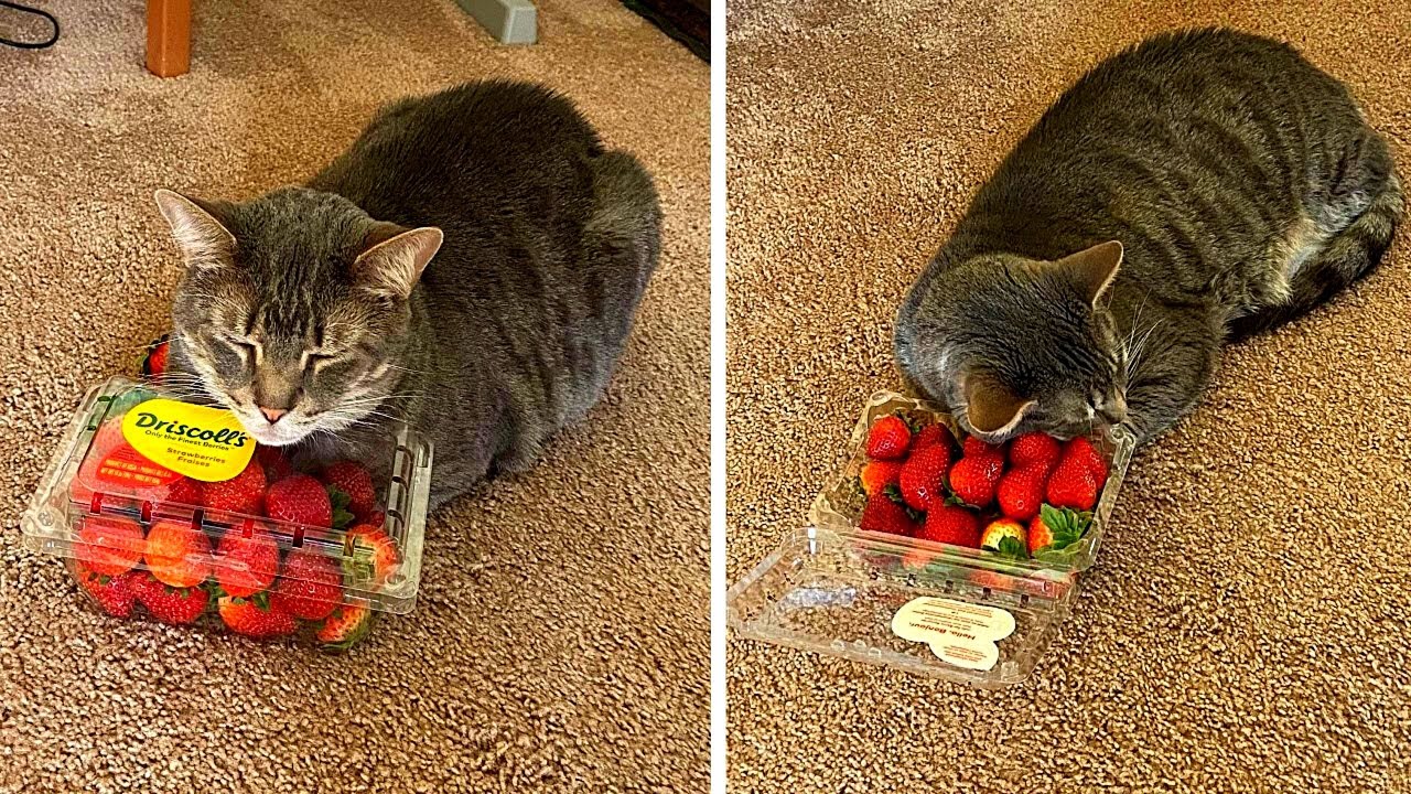 Diese Katze ist absolut s&uuml;chtig nach Erdbeeren...
