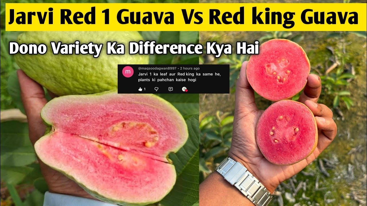 Jarvi Red 1 Guava vs Red King Guava | Dono Variety ka Difference Kay Hai | Guava Farming 