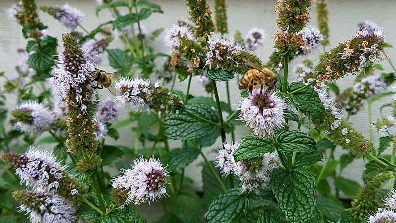 Honeybees on Spearmint Flowers
