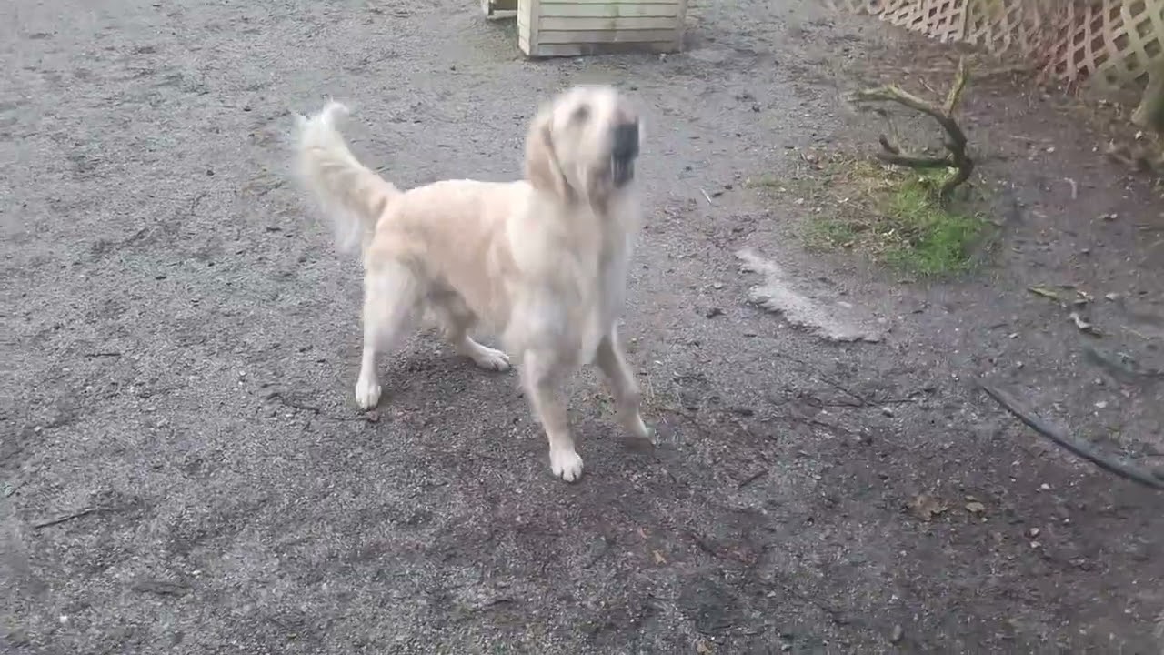 Barney, Love, Friday, Chance, Orla (Mon)