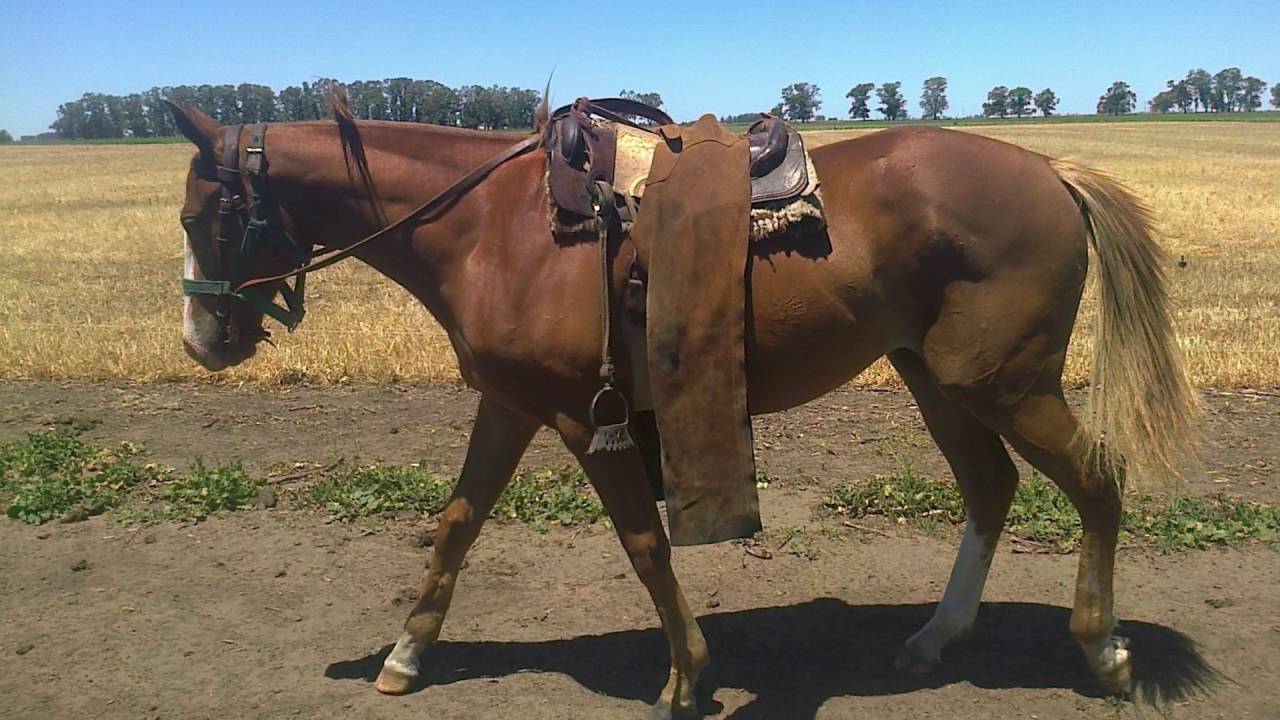 Hechura Caballos de POLO - Iñaki Holgado