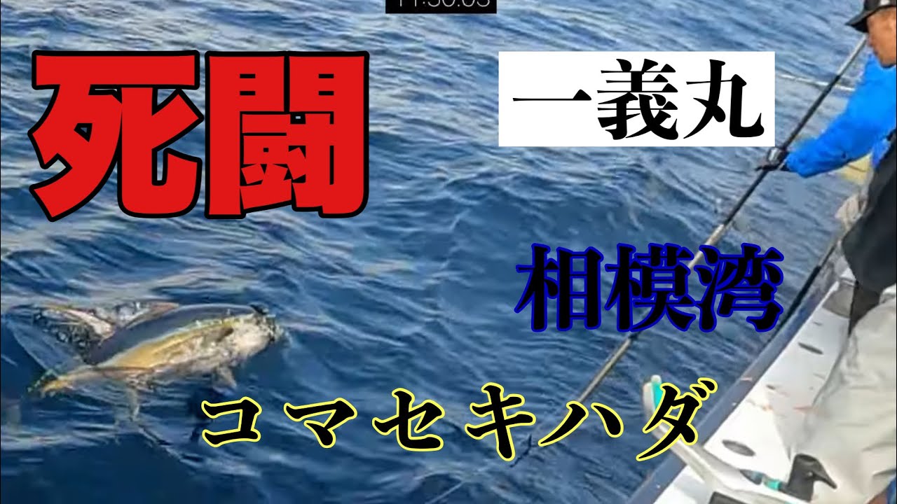 【最後の1本で奇跡が！】コマセキハダマグロ2025相模湾★キハダGET！【一義丸】2025/10/13