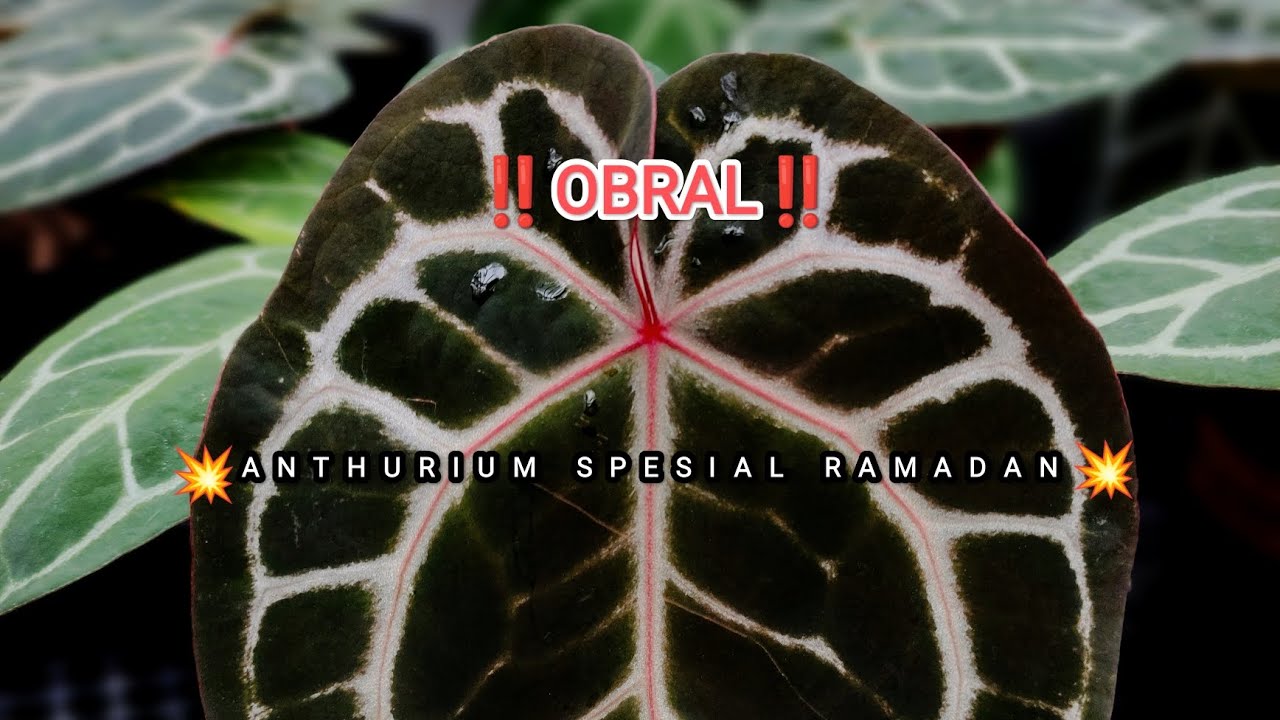 ‼️OBRAL ANTHURIUM SPESIAL RAMADAN ‼️