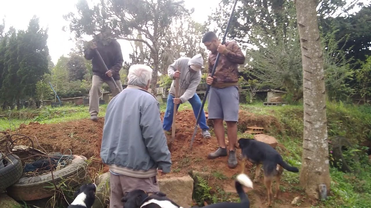 retirando pinheiro negro de mais de 35 anos do chão