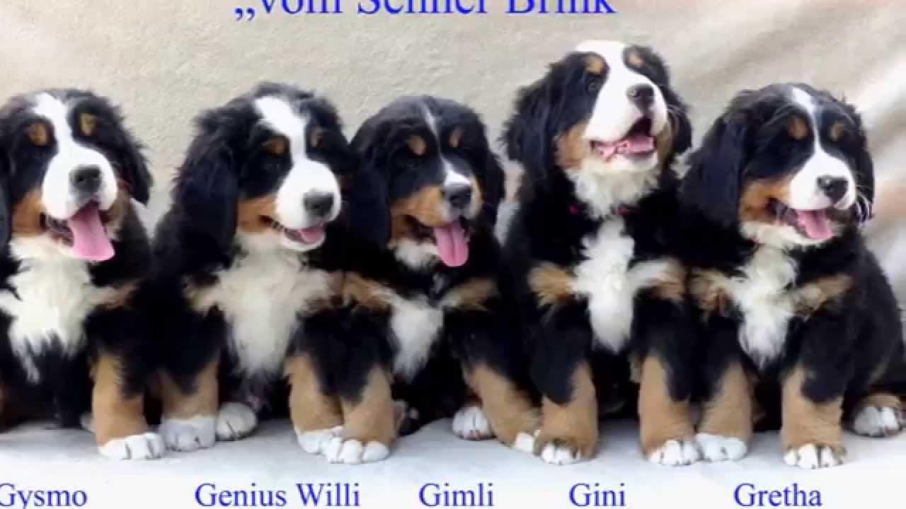 Berner Sennenhund Welpe Tag 1 bis zur 8 Woche in 3min