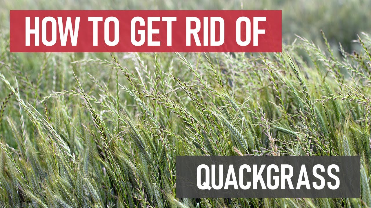 How to Get Rid of Quackgrass (Couch Grass) [Weed Management]
