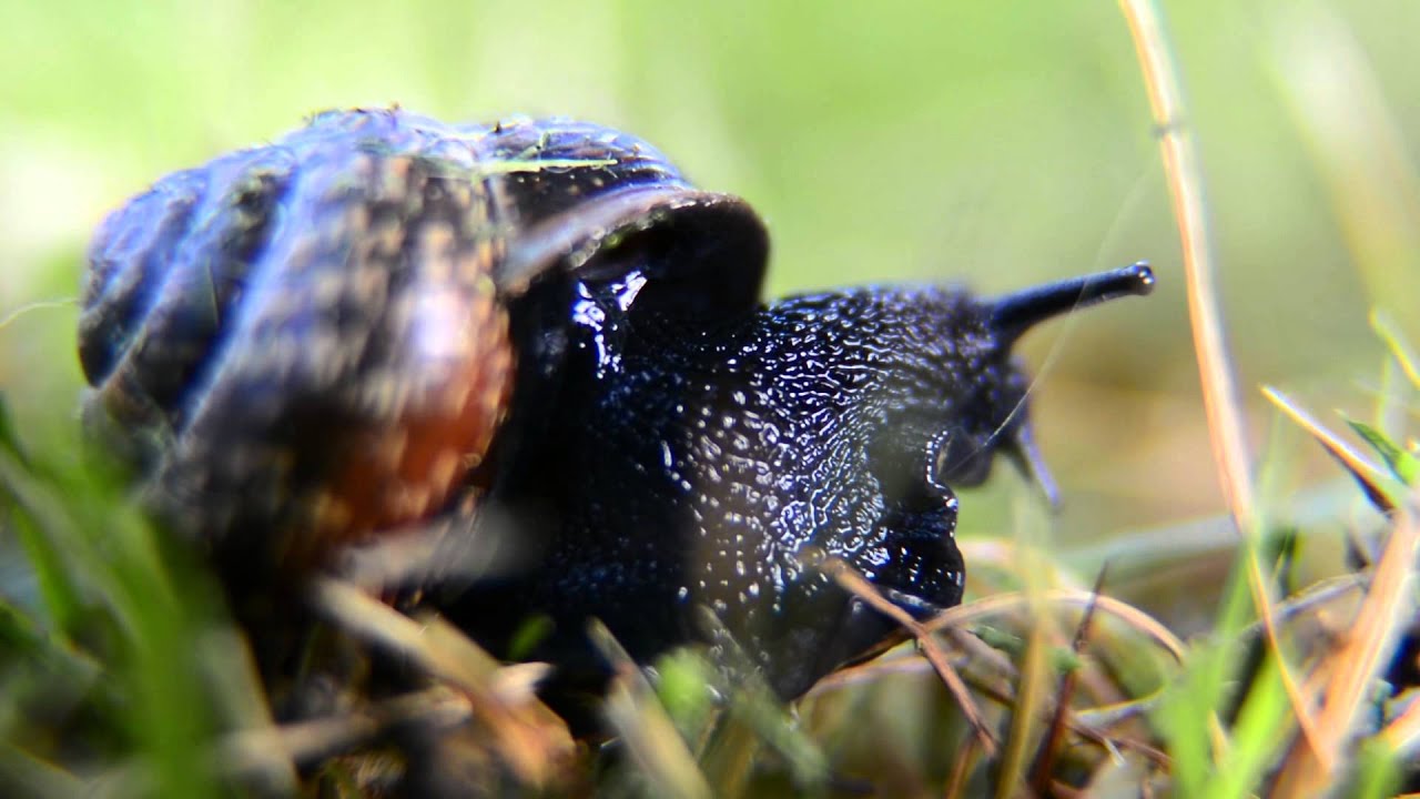 Nikon D7100 Macro Test Footage