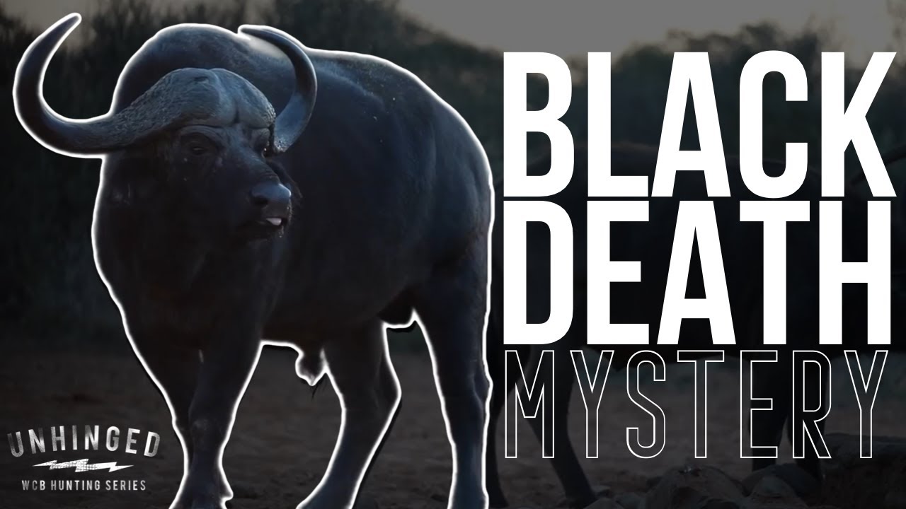 Black Death Mystery (WCB Unhinged Series