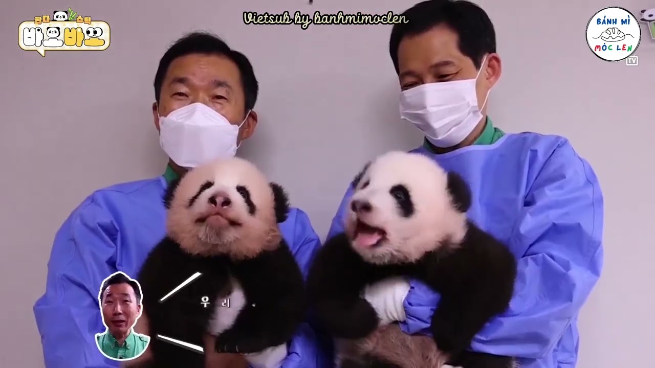 [Vietsub | Pandastic BaoBao] EP.12 RuiBao & HuiBao khoe răng sữa. Em út tăng cân quá nhanh!! #판다
