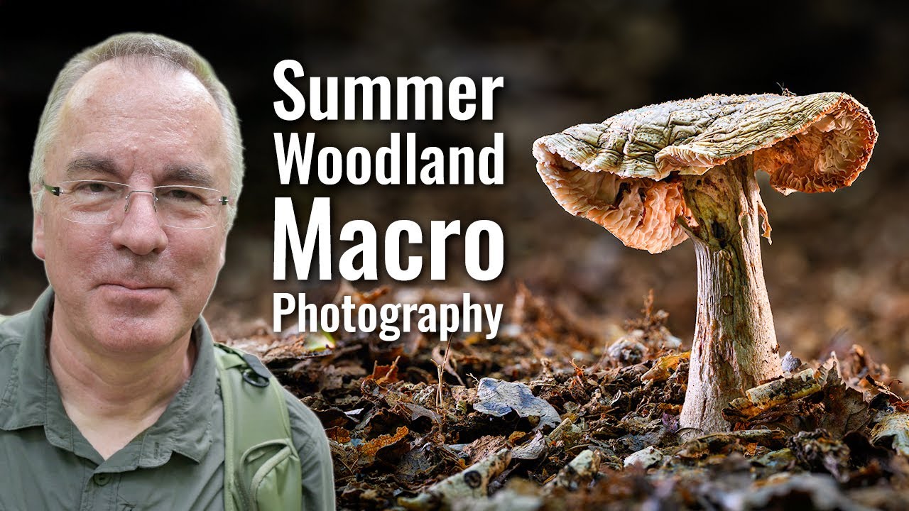 Summer Woodland Macro Photography | Focus stacking with the Nikon Z8