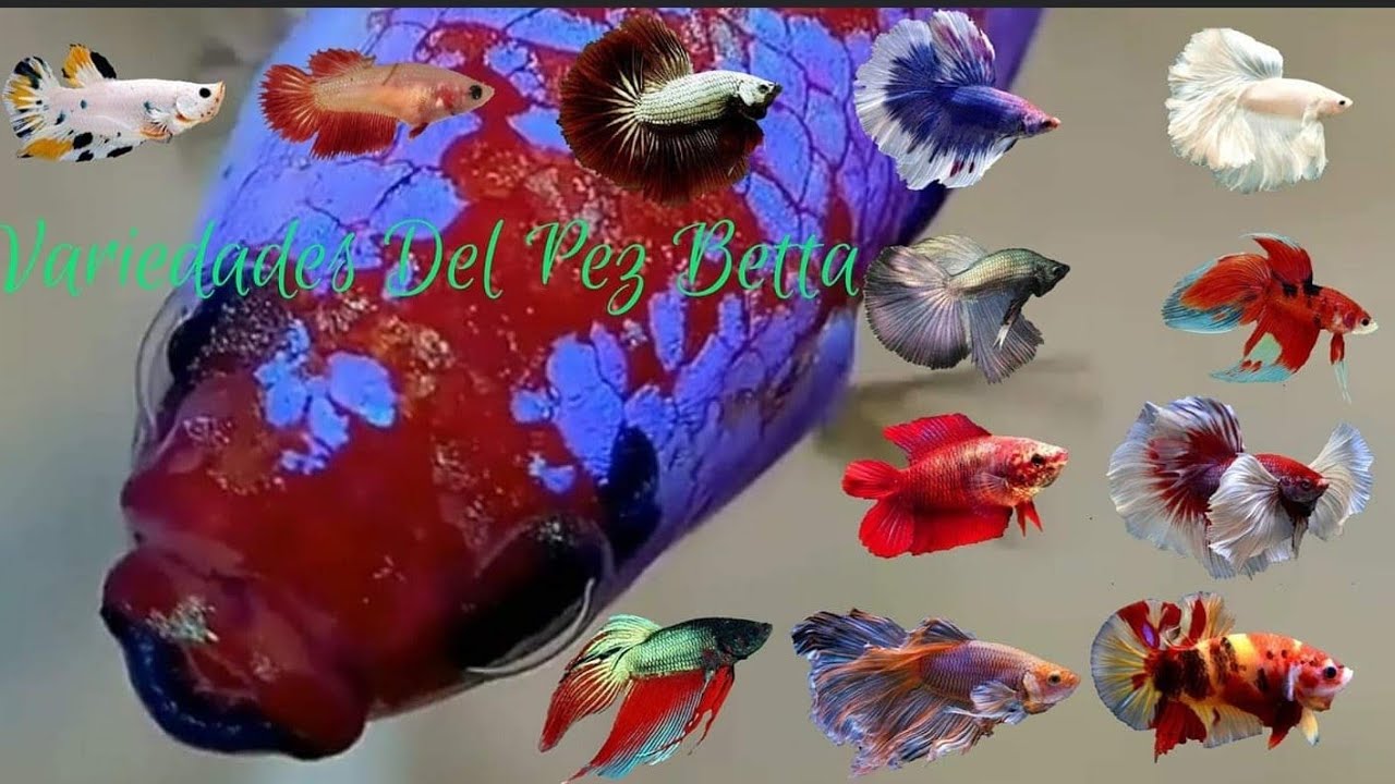 Pez Betta Variedades Y Colores
