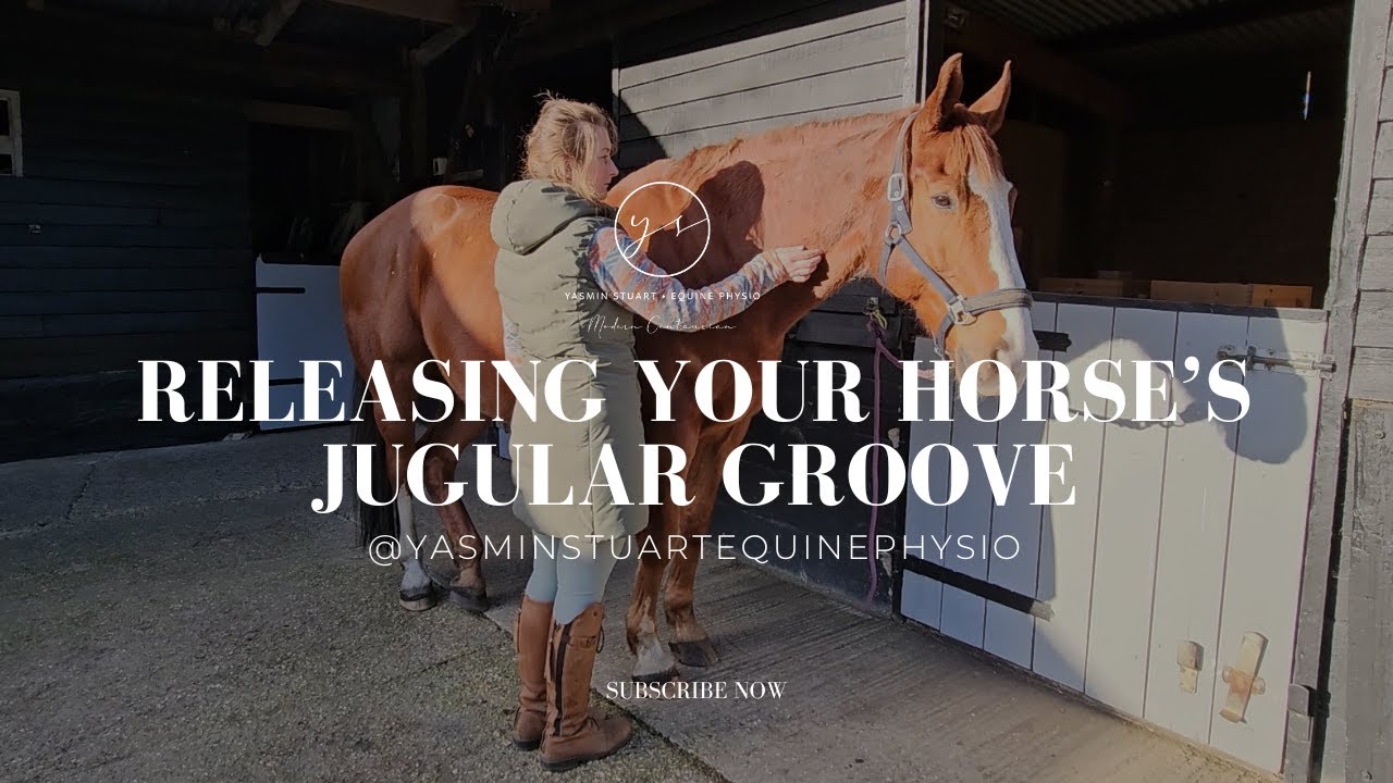 Releasing Your Horse's Jugular Groove