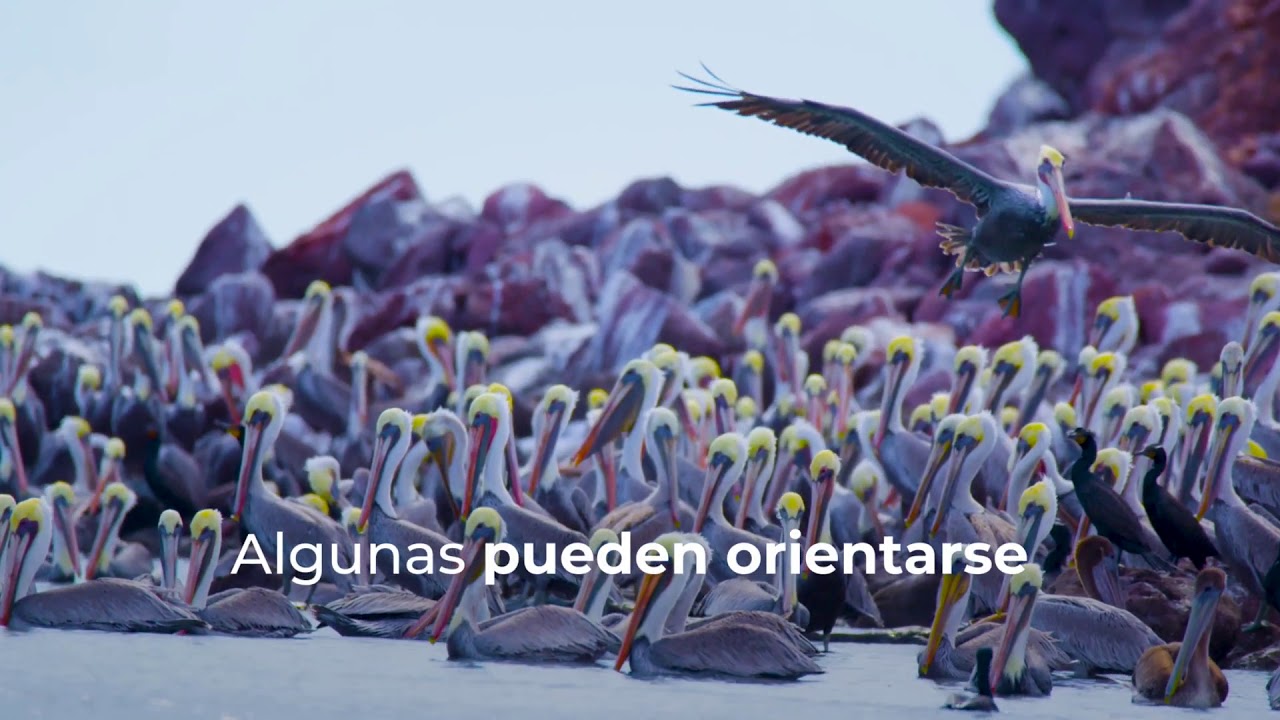 Descubre por qué es tan importante proteger a las aves migratorias
