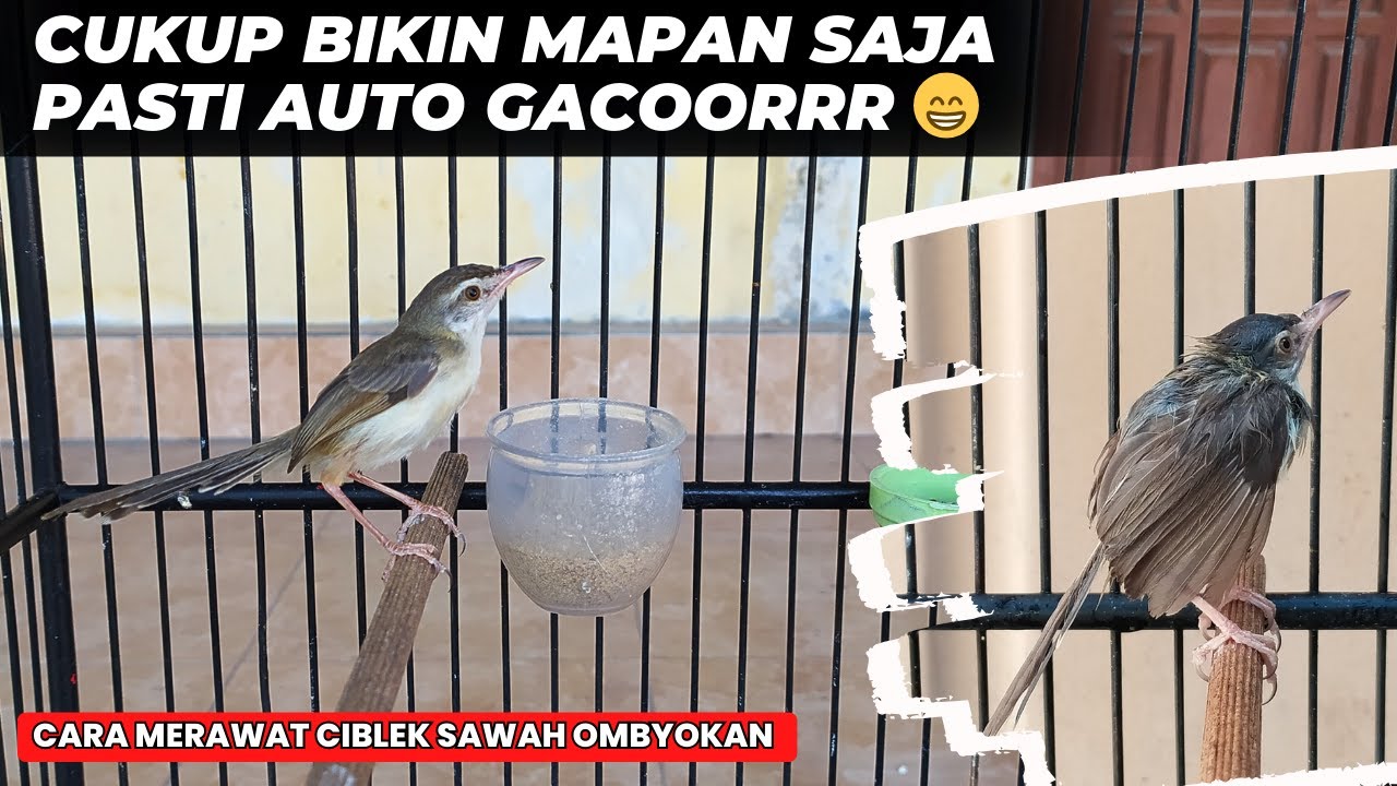 CARA BIKIN PRENJAK SAWAH OMBYOKAN CEPAT BUNYI & CEPAT GACOR NGEBREN❗