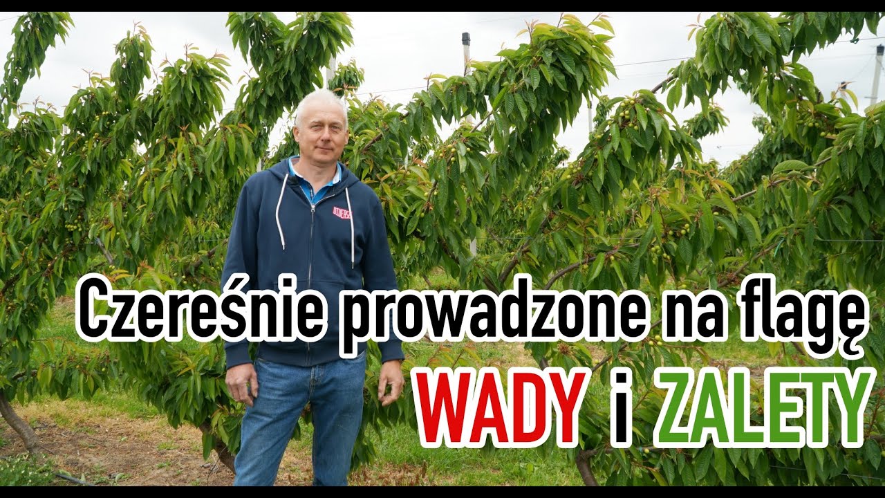 Czereśnie prowadzone na flagę - WADY I ZALETY /Staccato/Kordia/Sweet Saretta/Sweet Lorenz/Grace Star