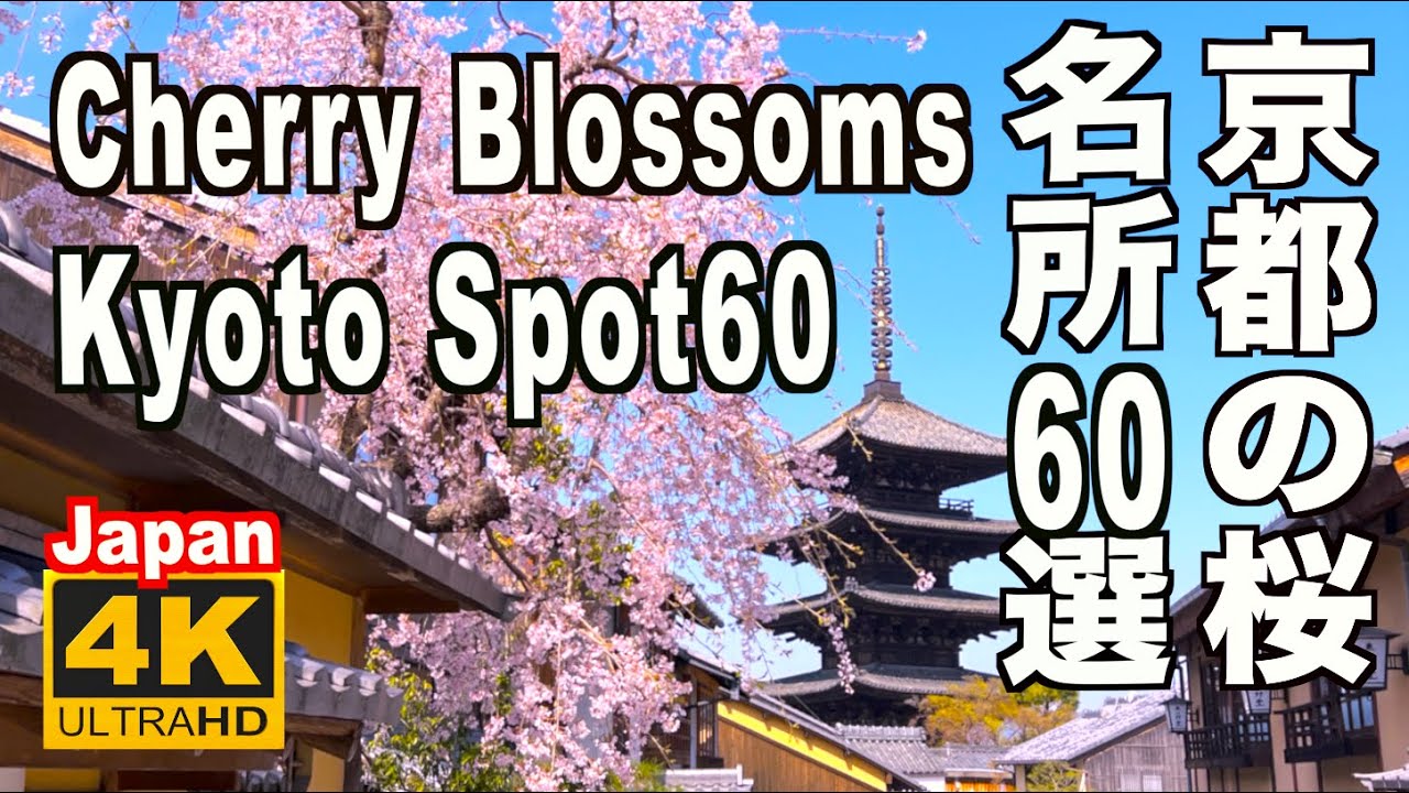 🇯🇵4K 京都の桜名所60選 Kyoto Cherry Blossom Spot 60（sakura) Japan 京都観光 旅行 案内 満開 花見 清水寺 平安神宮 嵐山 哲学の道 醍醐寺 二条城