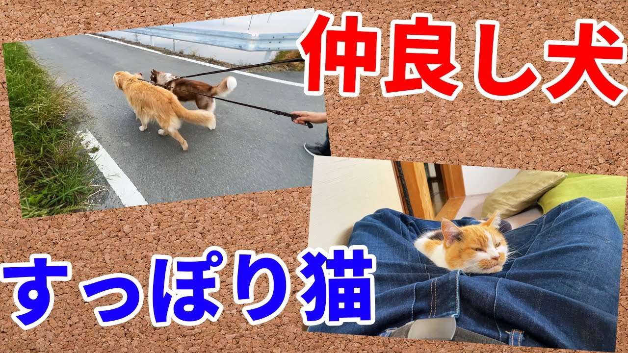 お昼の三毛猫まりもと夕方のレトリバーまる
