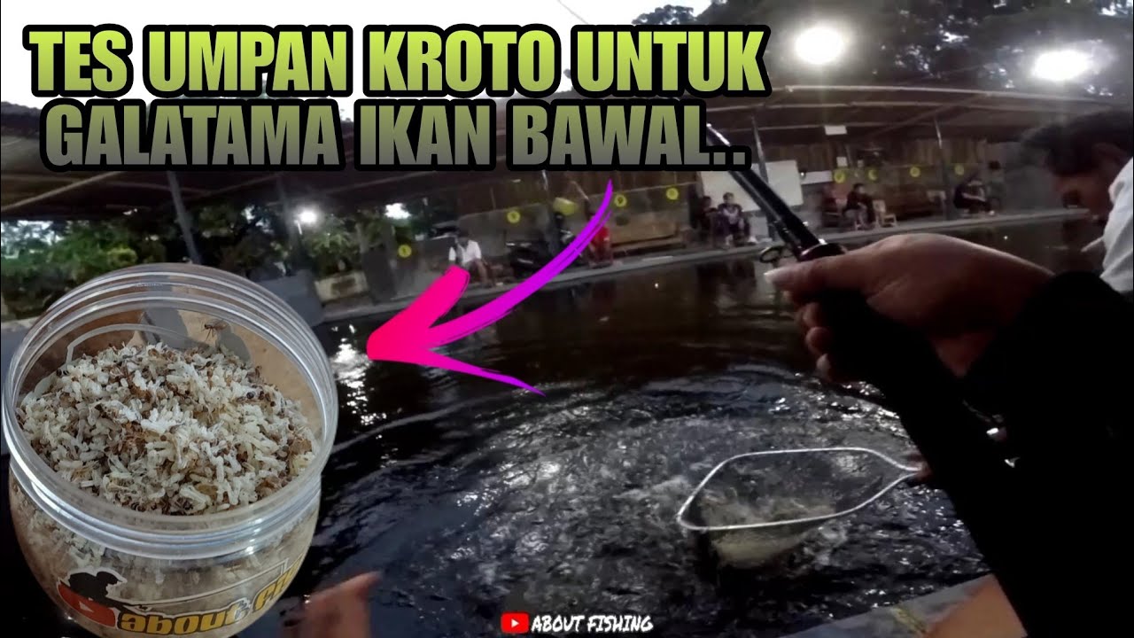 Tes Umpan Kroto Untuk Galatama Bawal