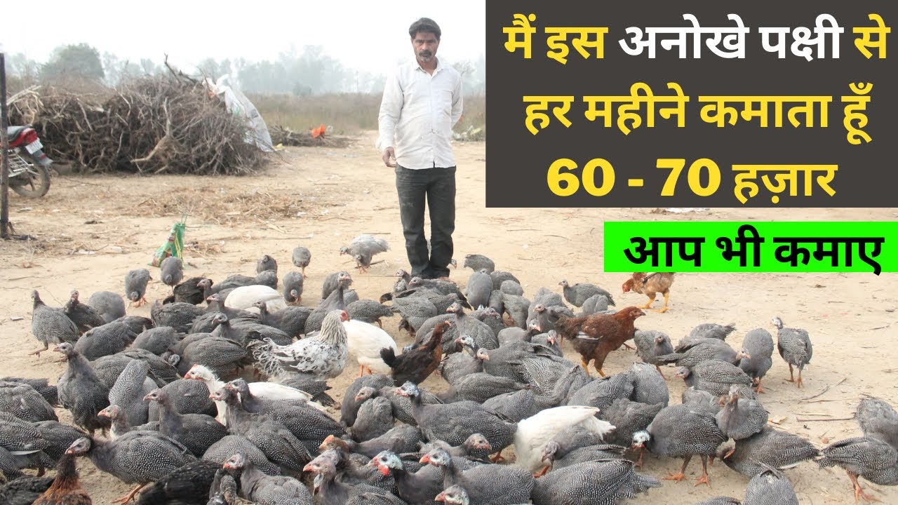 मैं इस अनोखे पक्षी से हर महीने कमाता हूँ 60 - 70 हज़ार  @@@ IFT