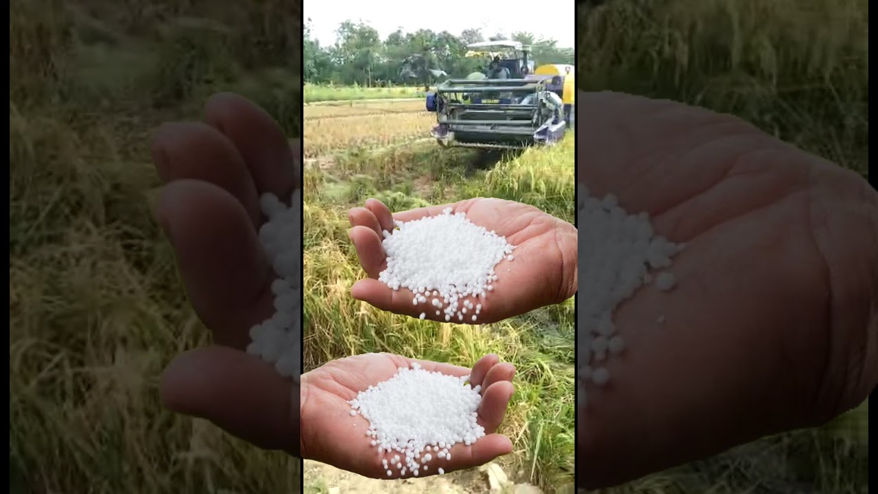 PUPUK UREA PERHEKTAR  #shorts #bantusubscribe