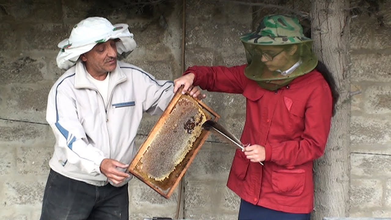 Arıçılıq təsərrüfatı. Təbii balın alınması. məktəb 230 Həcər Zeynallı. (2017-ci il)